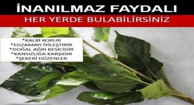 Sütten 25 kat çok kalsiyum, ıspanaktan 10 kat çok demir içerir.
