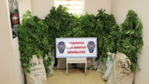 Uyuşturucu Tarlasında Çalışırken Yakalandılar