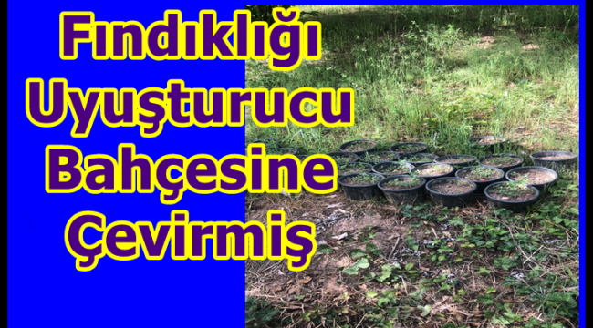 Fındık Bahçesini Uyuşturucu Bahçesine Çevirmiş