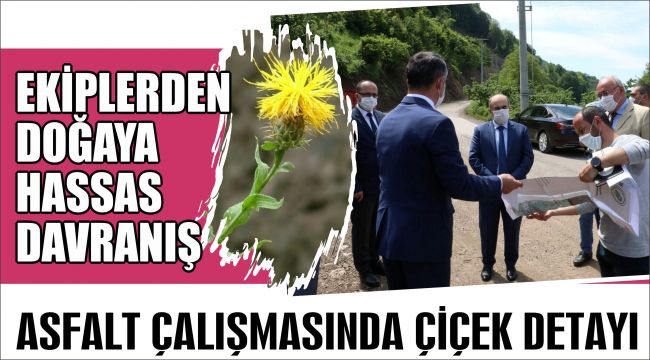 Peygamber Çiçeği İçin Asfalt Çalışması Durduruldu
