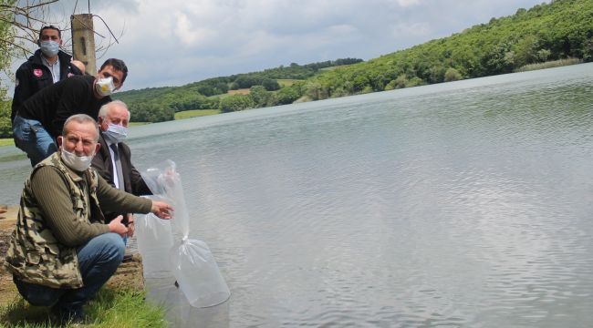 70 bin adet yavru sazan balığı bırakıldı