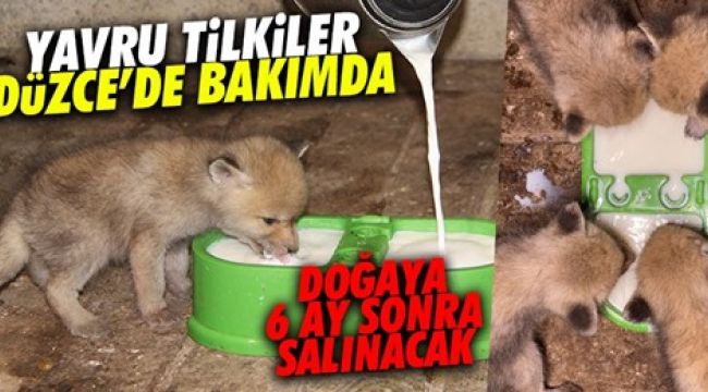 Anneleri ölen tilkiler yaban hayata alıştırılacak
