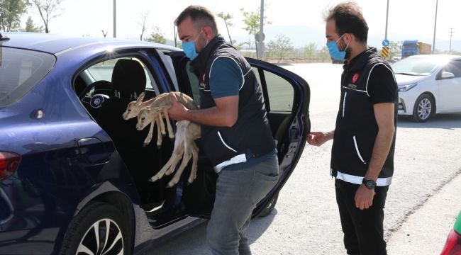 Durdurulan otomobilden ceylan yavruları çıktı