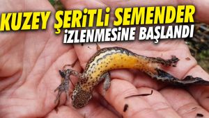 Kuzey şeritli semender izleme çalışmaları başladı 